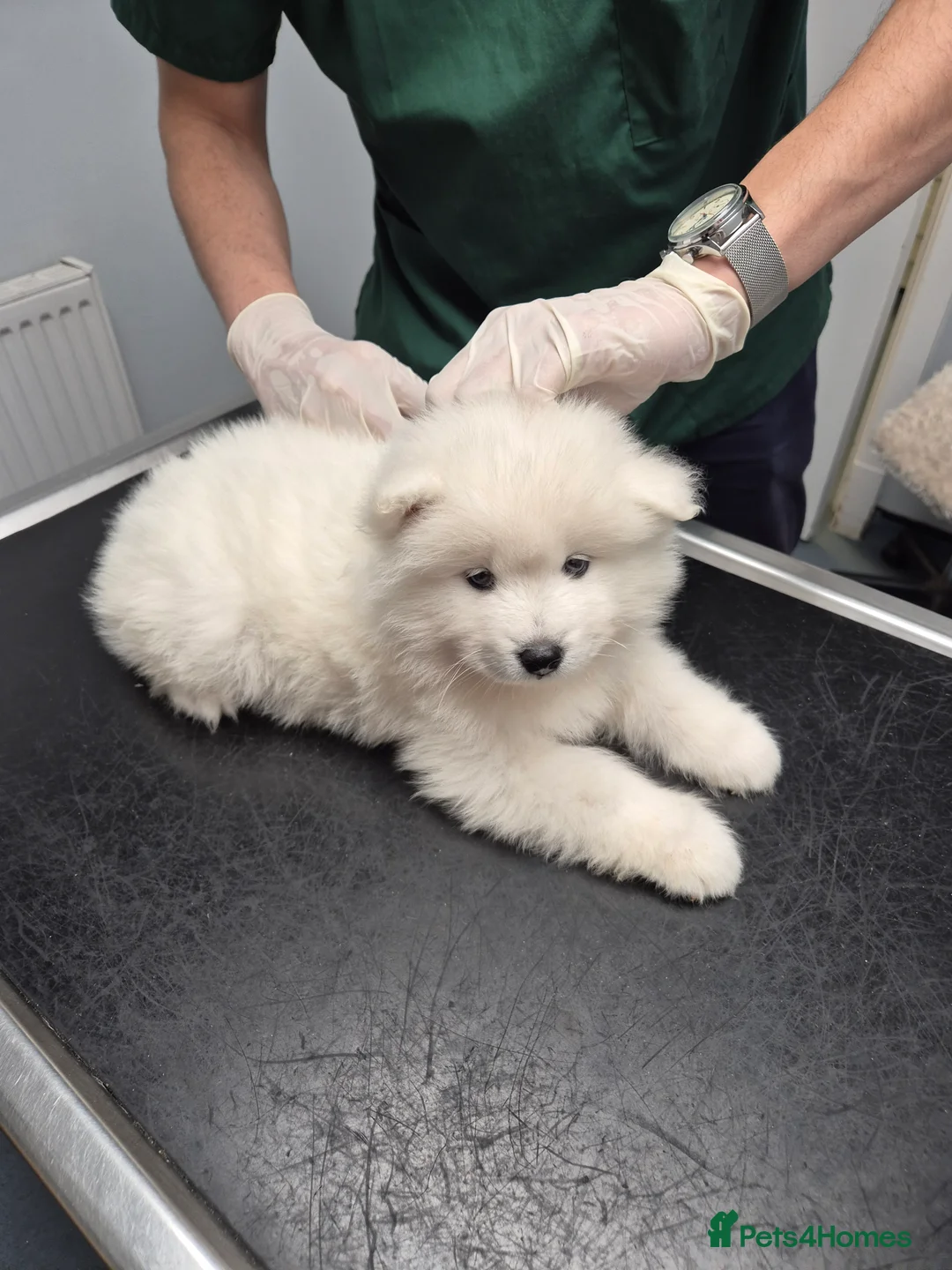 Samoyed dogs for sale: Samoyed Puppies, KC Registered & Health Screened in Barnsley - Advert 6