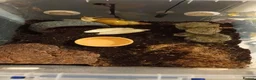 Snails invertebrates for sale: Giant 'retic' african land snails - Advert 3