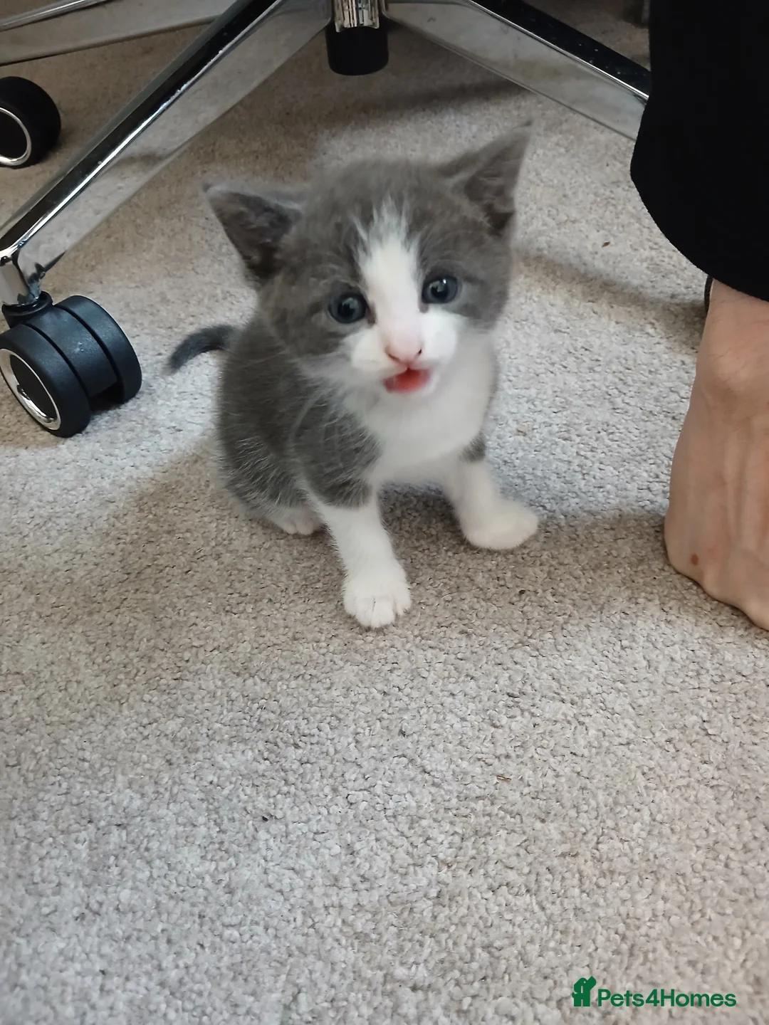 Mixed Breed cats for sale: Gorgeous kittens - Advert 2