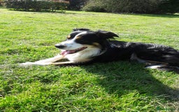 Border Collie dogs for stud: Boris/ 2.5 years old/ KC/ISDS member/Tricolor. - Image 4