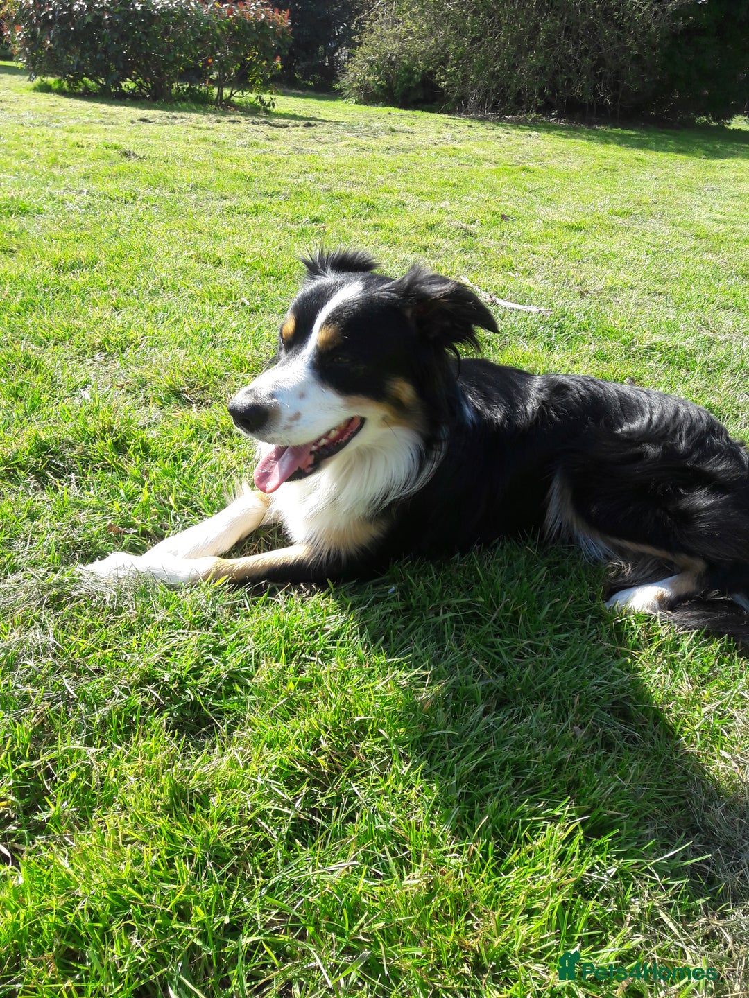 Border Collie dogs for stud: Boris/ 2.5 years old/ KC/ISDS member/Tricolor. - Image 4