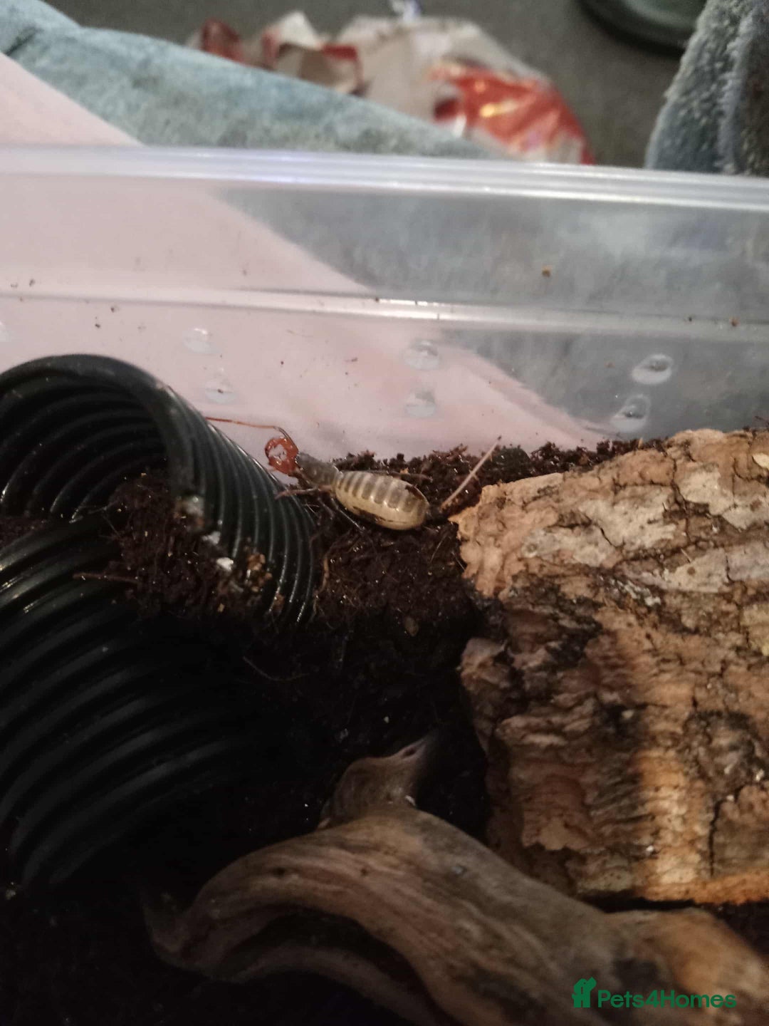 Scorpions invertebrates for sale: 2 vinegarrons - Advert 1