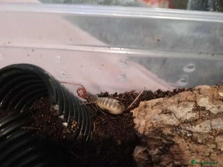 Scorpions invertebrates for sale: 2 vinegarrons - Advert 1