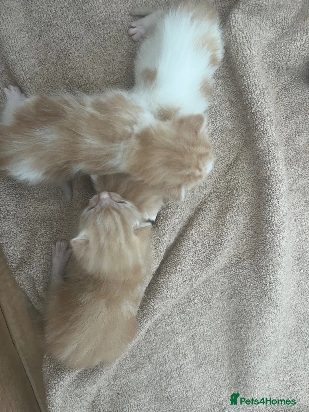 Mixed Breed cats for sale: Ginger kittens - Advert 1