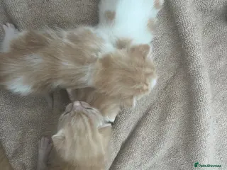 Mixed Breed cats Ginger kittens - Advert 4