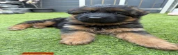 German Shepherd dogs for sale: 💥Champion🩸line KC Reg GermanShepherd puppy’s GSD - Advert 9