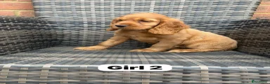 Cocker Spaniel 4