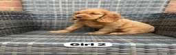 Cocker Spaniel dogs for sale: GoldenSHOW Type Cocker SPANIEL  in Iver - Advert 2