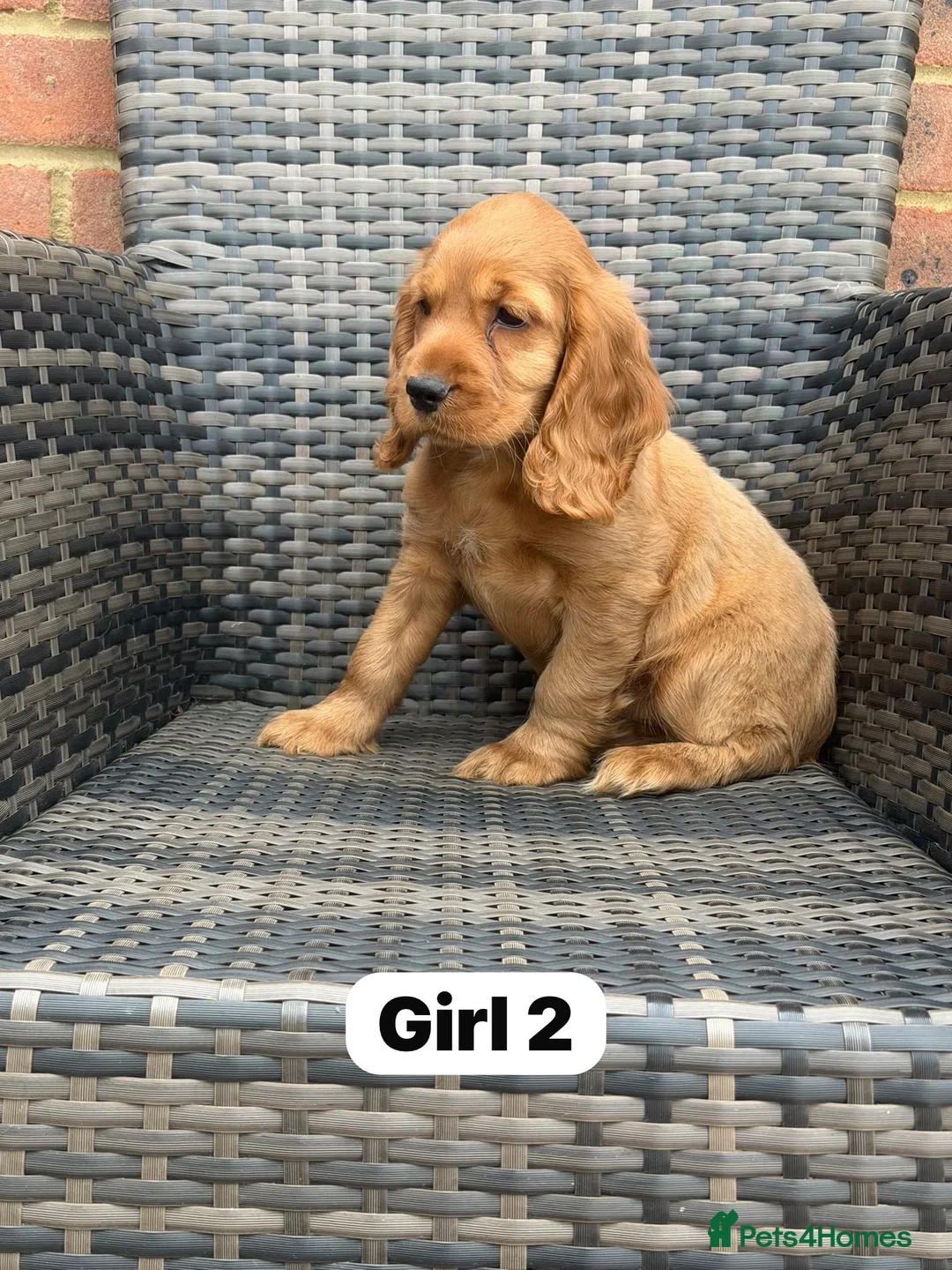 Cocker Spaniel dogs for sale: GoldenSHOW Type Cocker SPANIEL  in Iver - Advert 2