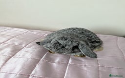 Mini Lop rabbits for sale: Gorgeous Fluffy Purebred Mini Lop bunnies - Image 9