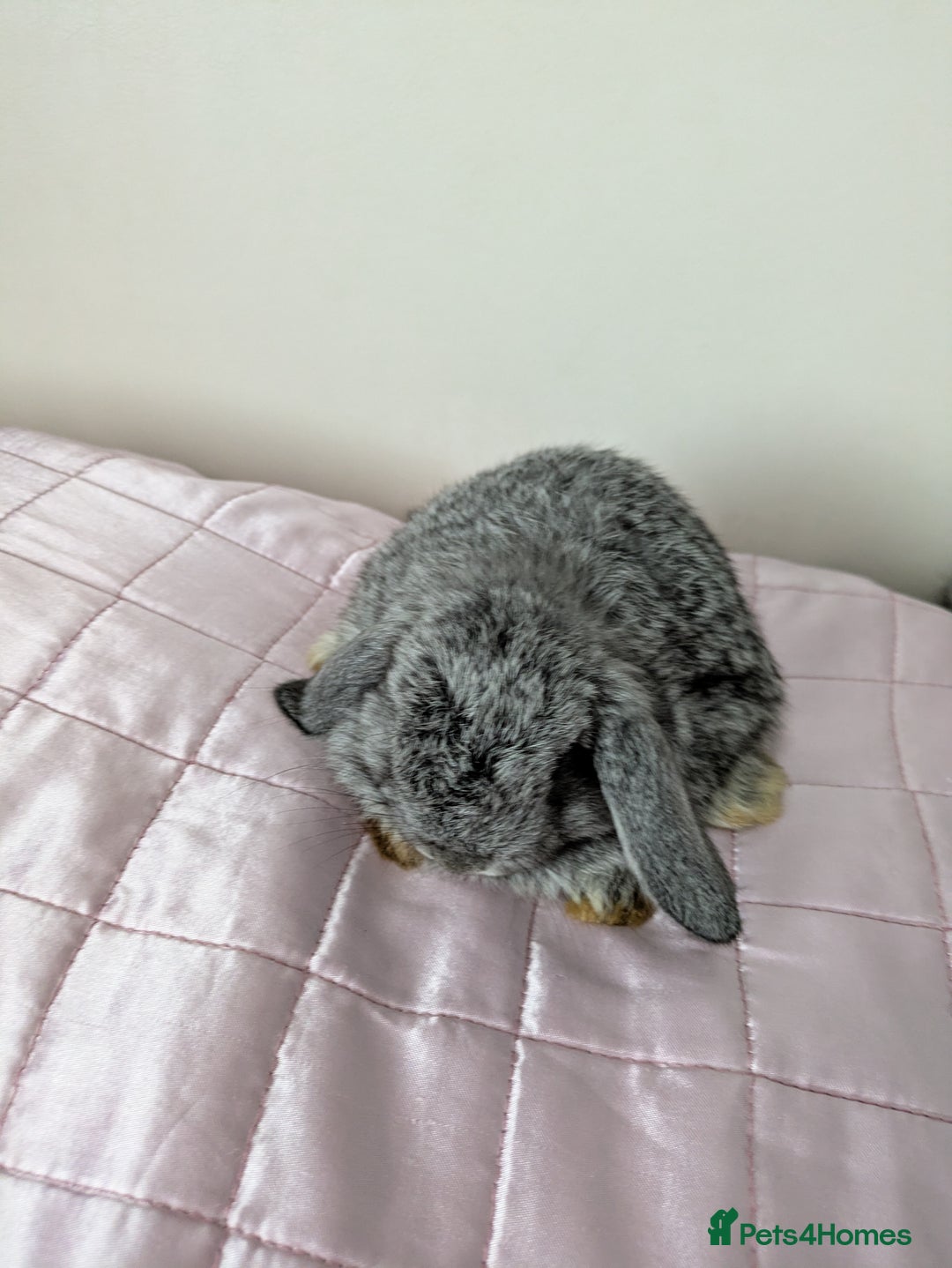 Mini Lop rabbits for sale: Gorgeous Fluffy Purebred Mini Lop bunnies - Image 9