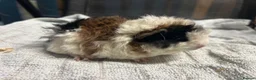 Guinea Pig rodents for sale: beautiful friendly guinea pigs to reserve  - Advert 19