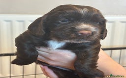 Cocker Spaniel dogs for sale: 4 cocker spaniel puppies, mum and dad family pets - Advert 5
