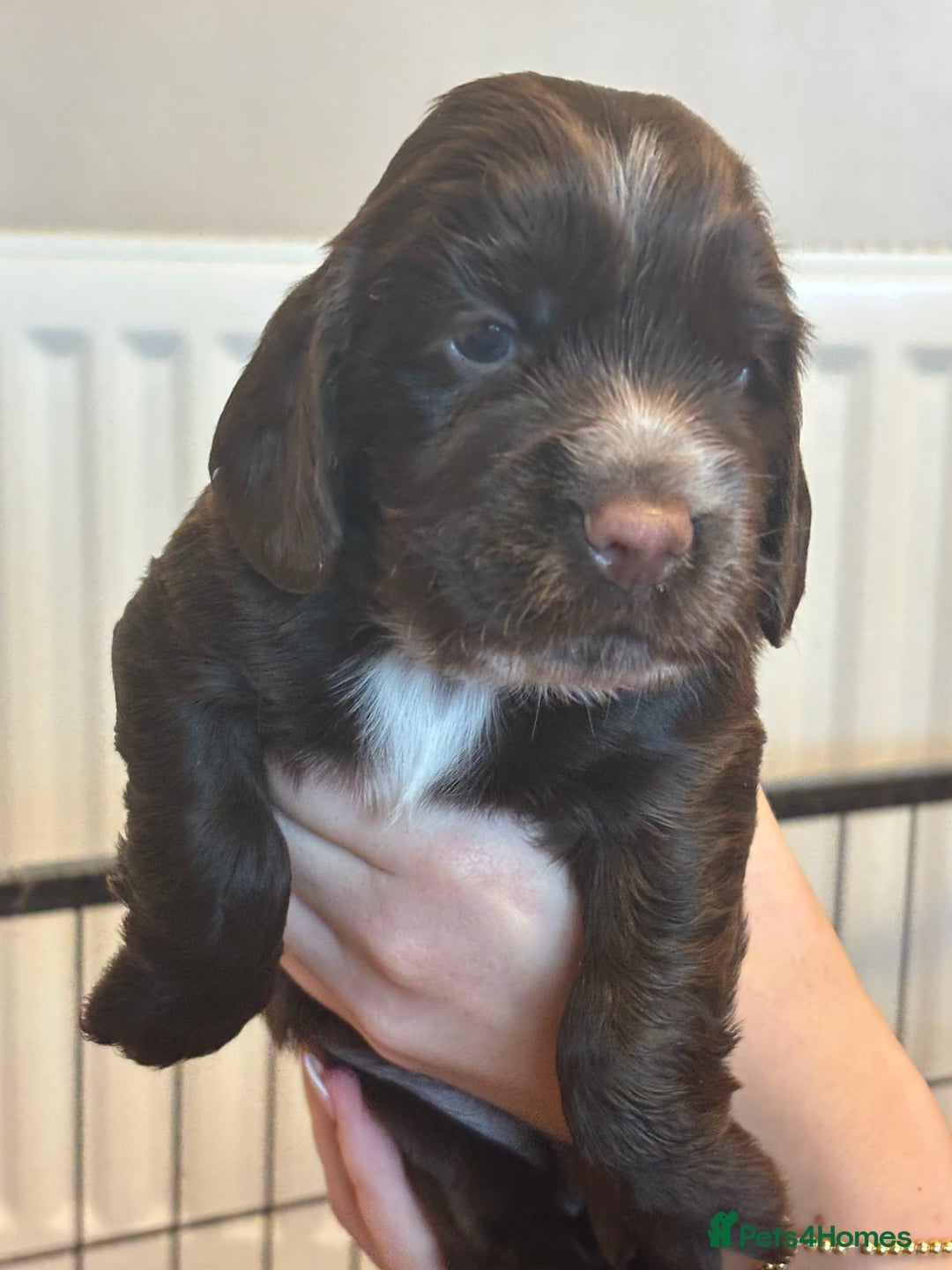 Cocker Spaniel dogs for sale: 4 cocker spaniel puppies, mum and dad family pets - Advert 5
