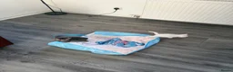 Mixed Breed cats for sale: CUTE KITTENS FOR SALE  in Glasgow - Advert 4