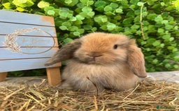 Mini Lop rabbits for sale: Gorgeous Pure Bred Mini Lops - Image 1