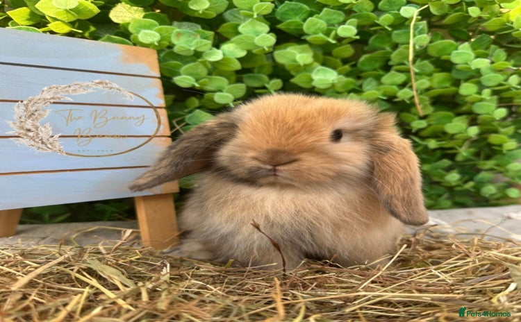 Mini Lop rabbits - Advert 1