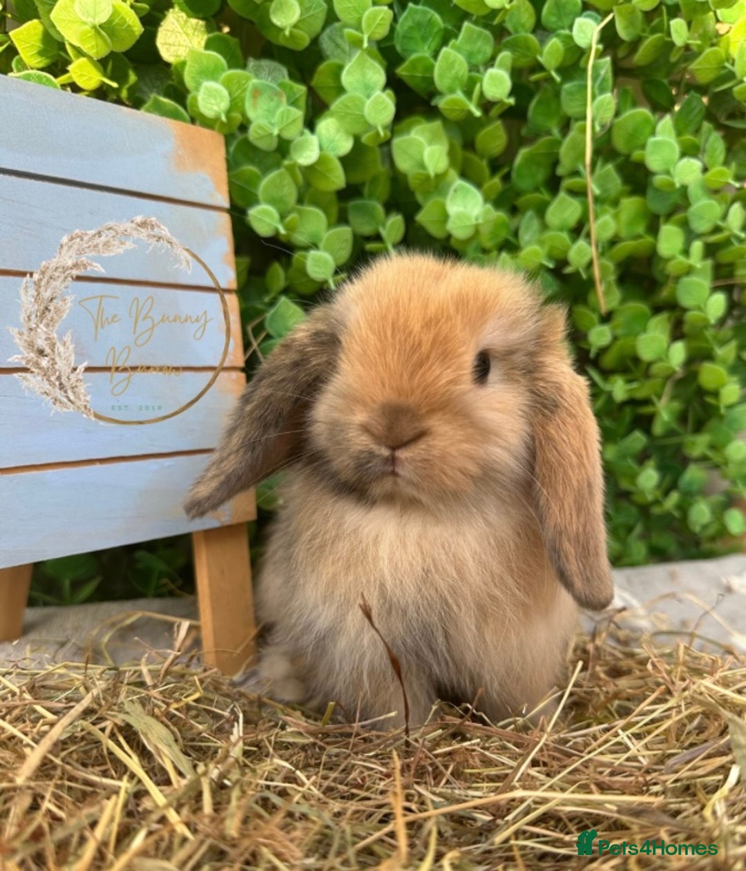 Mini Lop rabbits for sale: Gorgeous Pure Bred Mini Lops - Image 1