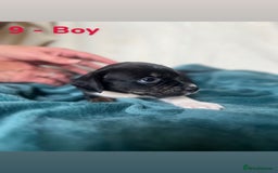 Mixed Breed dogs for sale: Old Tyme English Bulldog x Sproodle Puppies - Image 17