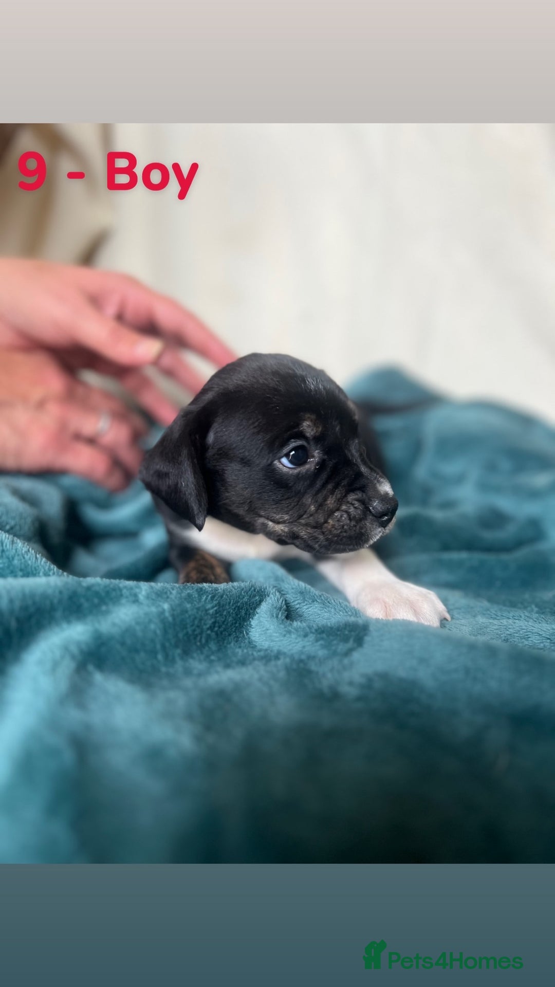 Mixed Breed dogs for sale: Old Tyme English Bulldog x Sproodle Puppies - Image 17