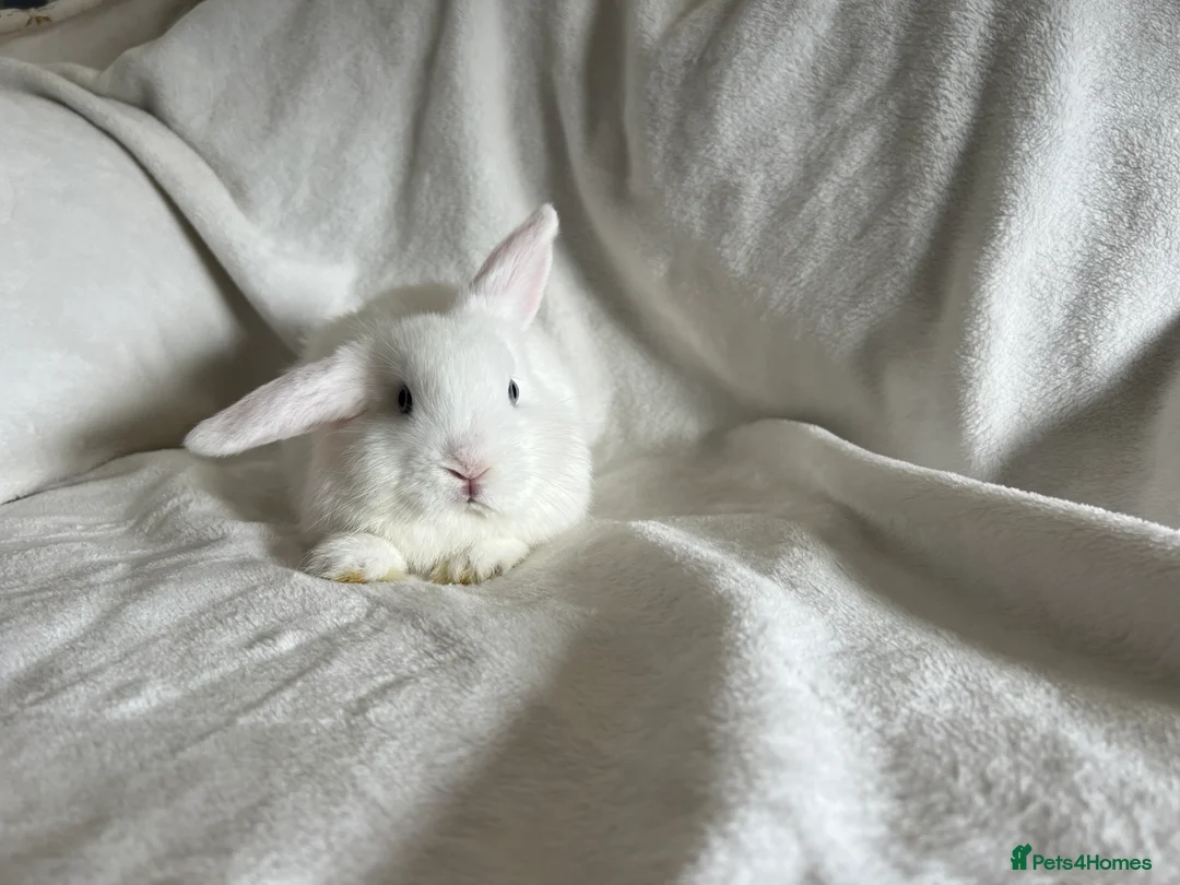 Mini Lop rabbits for sale: Mini Lops Ready Now  - Advert 7