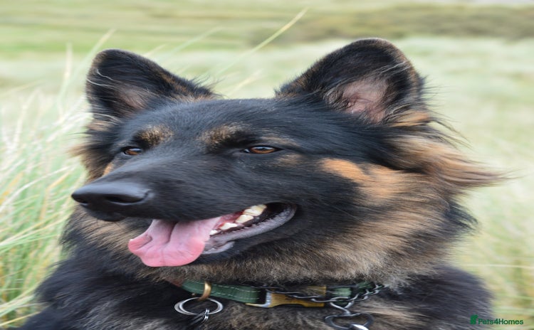 German Shepherd dogs - Advert 1