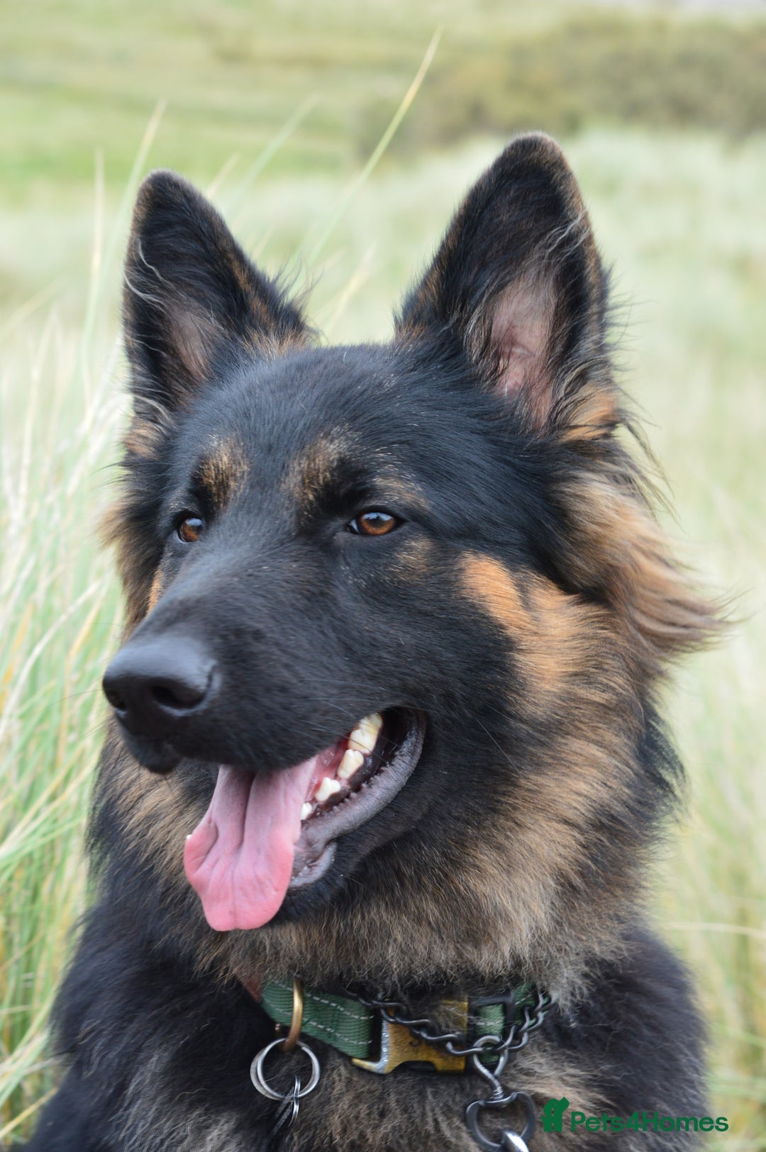 German Shepherd dogs for stud: Kc registered gsd for stud  - Image 1