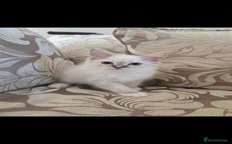 Ragdoll cats - Advert 4