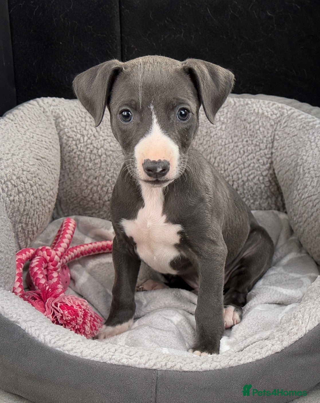 Whippet dogs KC reg healthy, sweet, gentle whippet pups - Advert 3