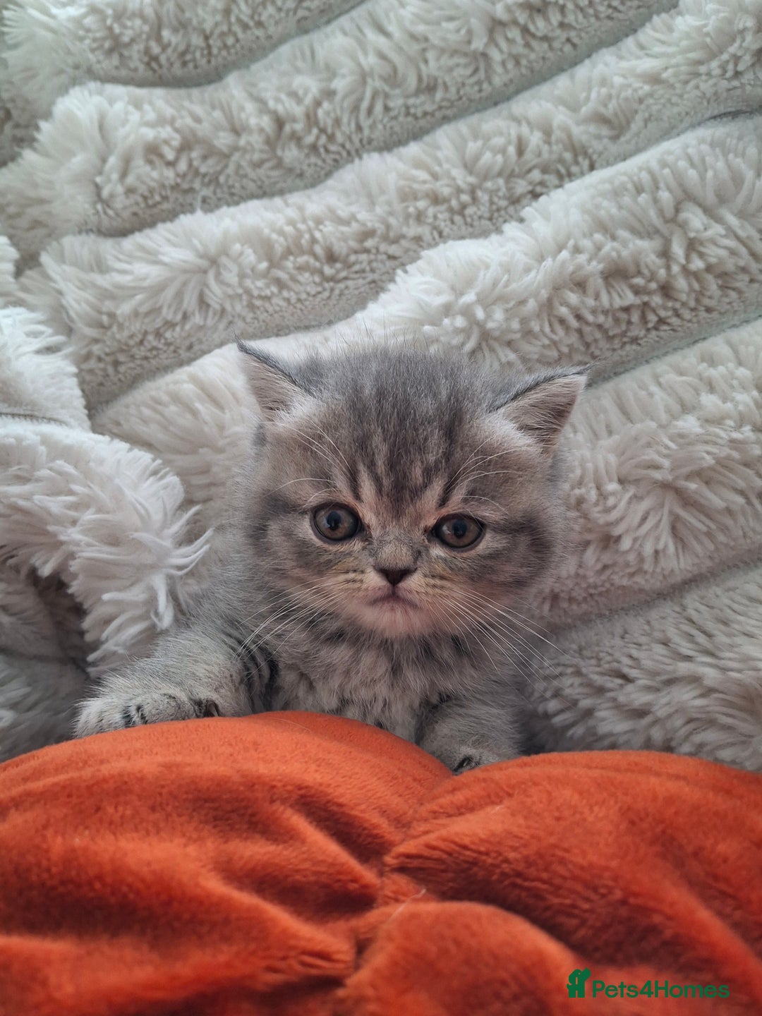 Mixed Breed cats for sale: Beautiful Persian/Exotic kittens ready now! 💫 - Image 8