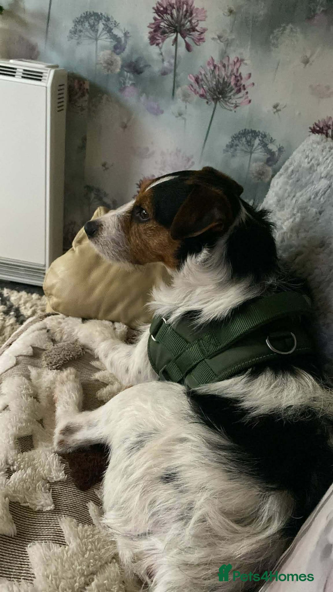 Mixed Breed dogs for adoption: JUDE  - Advert 7