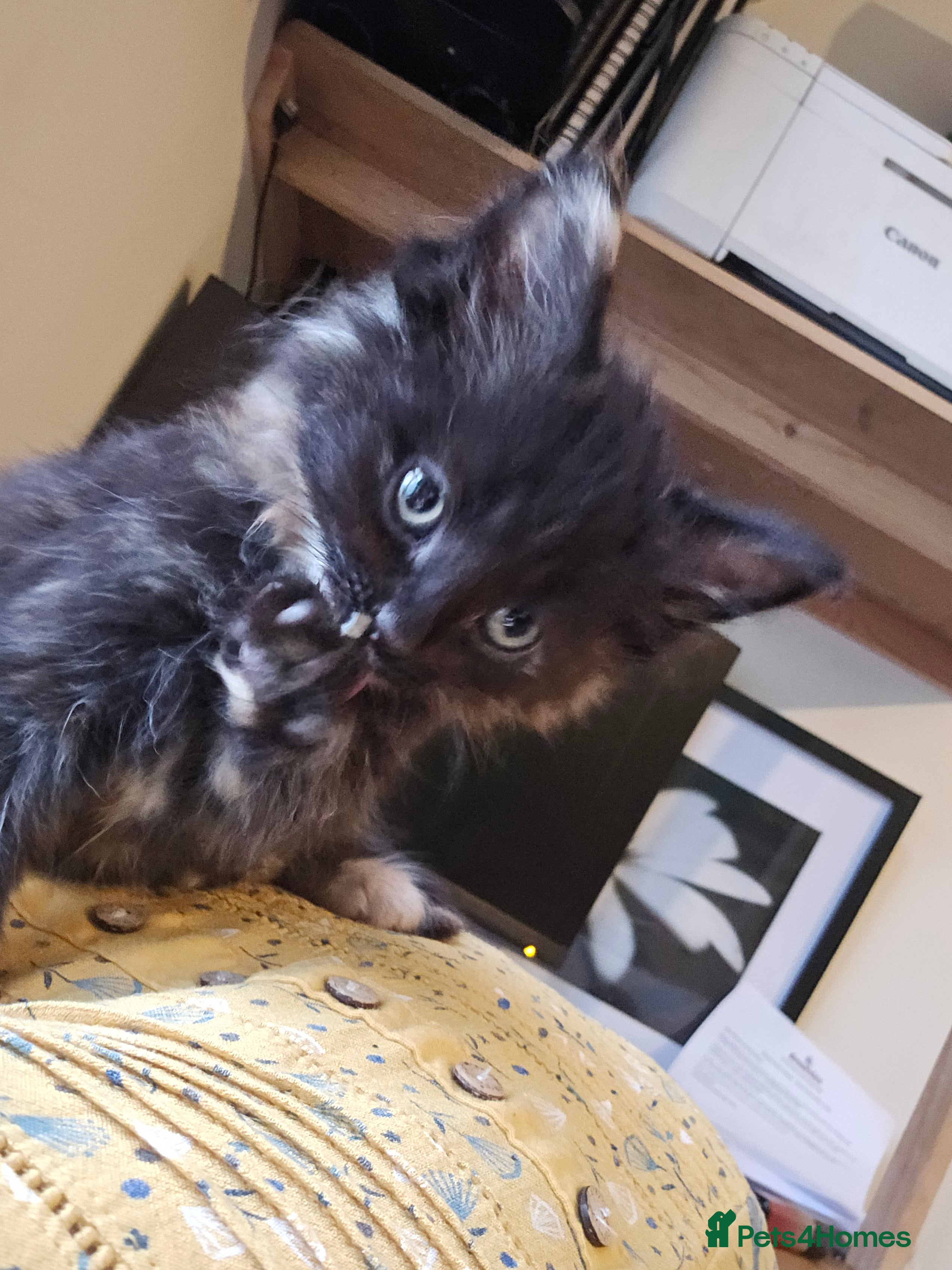 Mixed Breed cats Beautiful baby kittens - Ready end of july - Advert 3