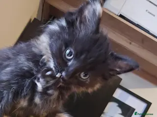 Mixed Breed cats Beautiful baby kittens - Ready end of july - Advert 6