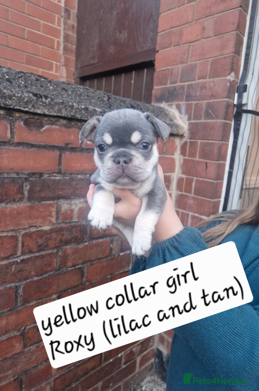 French Bulldog dogs for sale: 6 beautiful frenchies  - Image 18