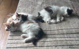 Mixed Breed cats for sale: Mixed calico litter  - Image 12