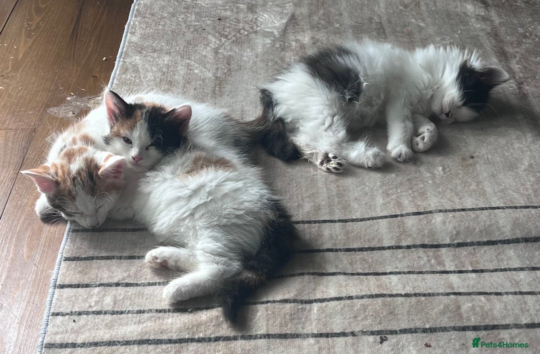 Mixed Breed cats for sale: Mixed calico litter  - Image 12