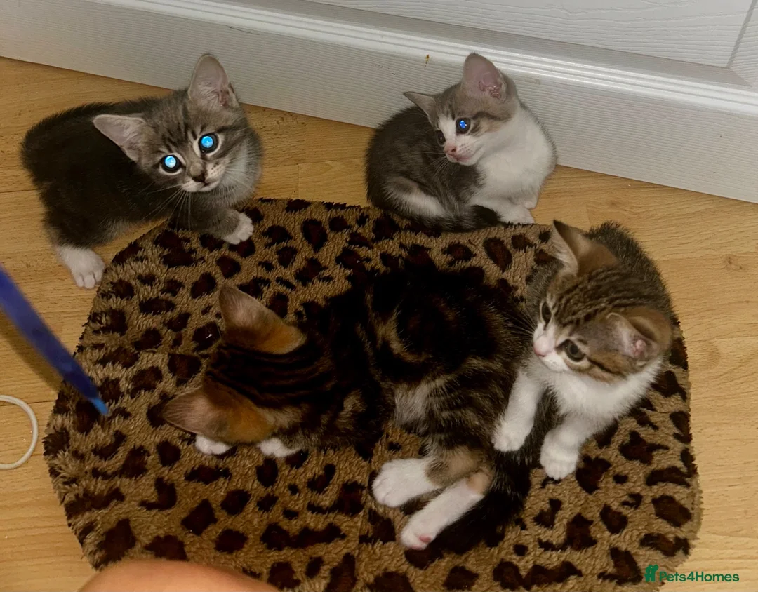 Domestic Shorthair cats for sale: 4 gorgeous male kittens 8weeks - Advert 2