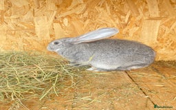Continental Giant rabbits for sale: Continental Giant Female – 3 Months Old  - Image 2