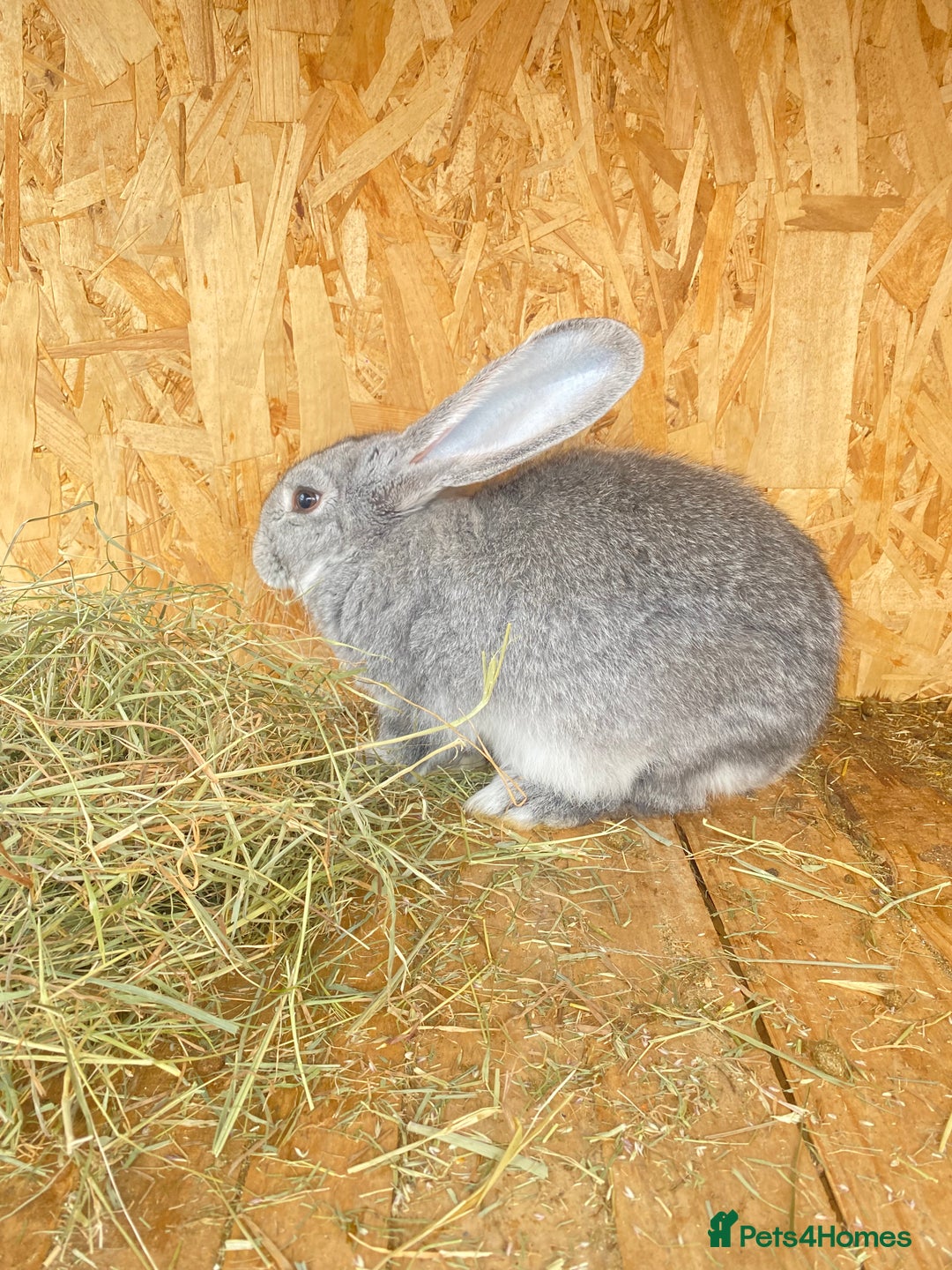 Continental Giant rabbits for sale: Continental Giant Female – 3 Months Old  - Image 2