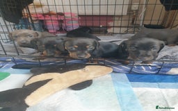 Dachshund dogs for sale: Sausage dog puppies - Image 2