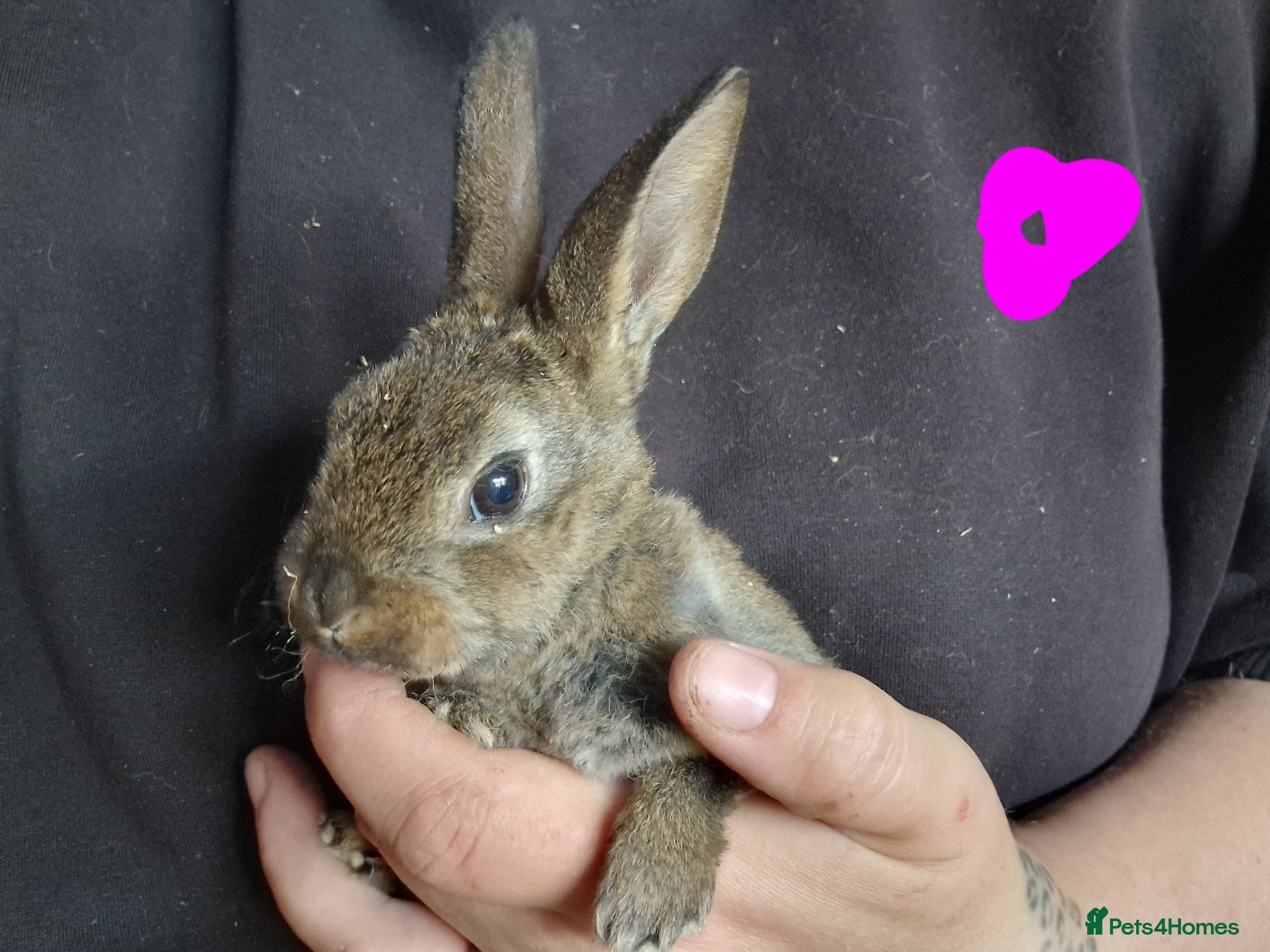 Mini Lop rabbits for sale: Mini lops  - Advert 6