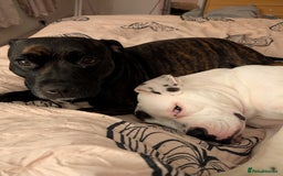 Mixed Breed dogs for sale: Staff cross pups - Image 14