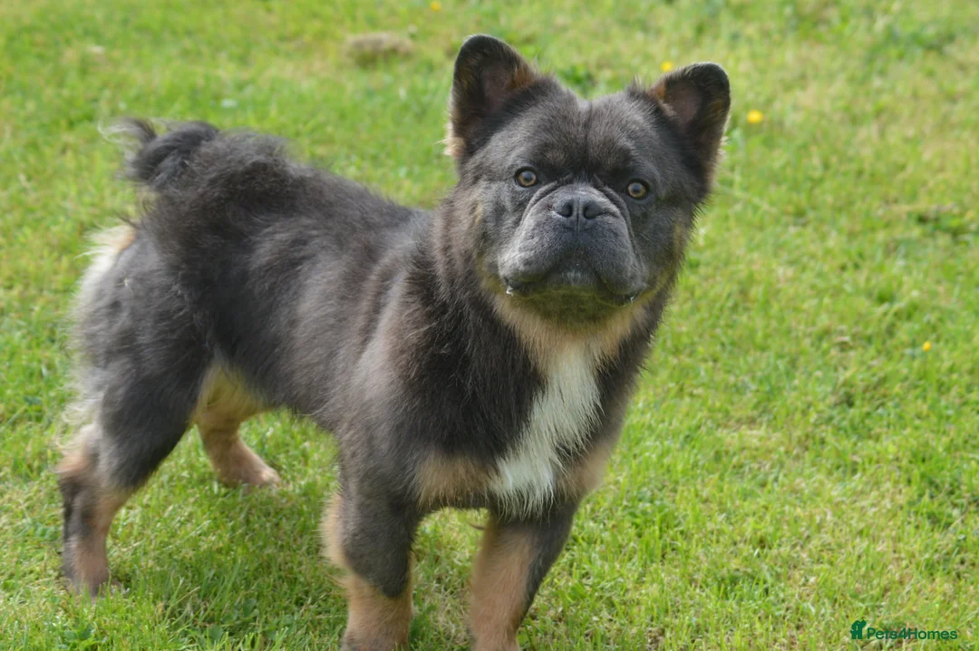 French Bulldog dogs for stud: 4 panel health clear fluffy stud dog in Southport - Advert 3