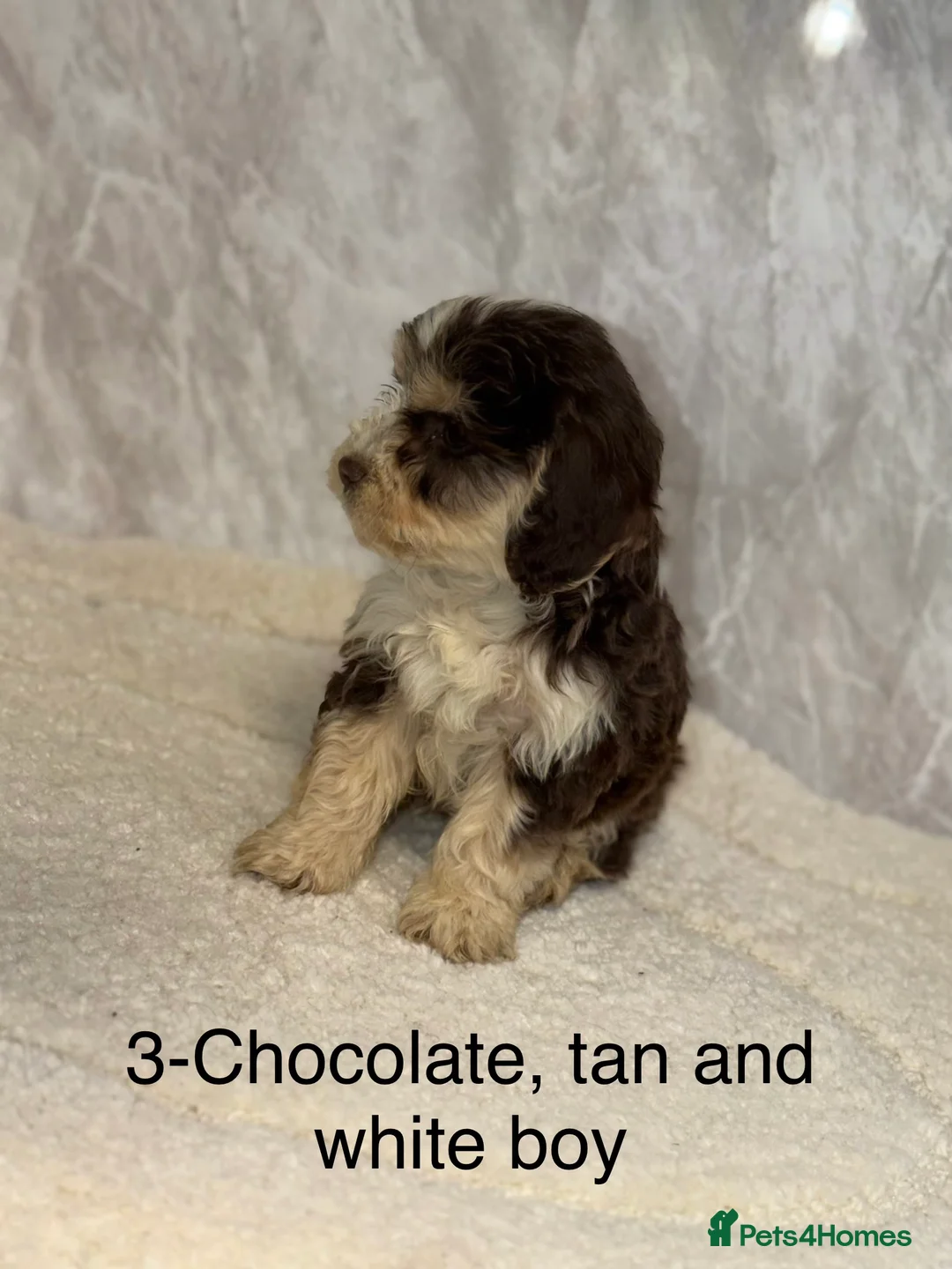 Cockapoo dogs for sale: Stunning F1 Cockapoos - Advert 13