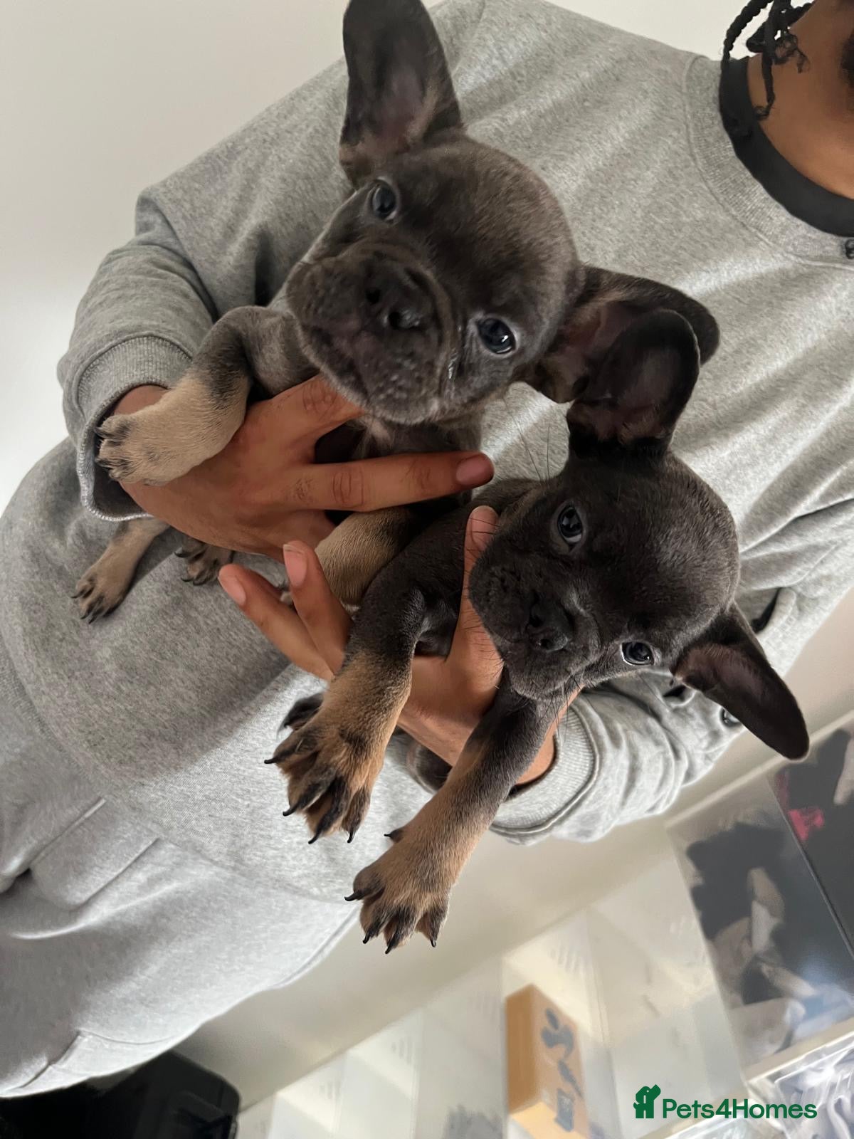 French Bulldog dogs for sale: French bulldogs for sale  - Advert 7