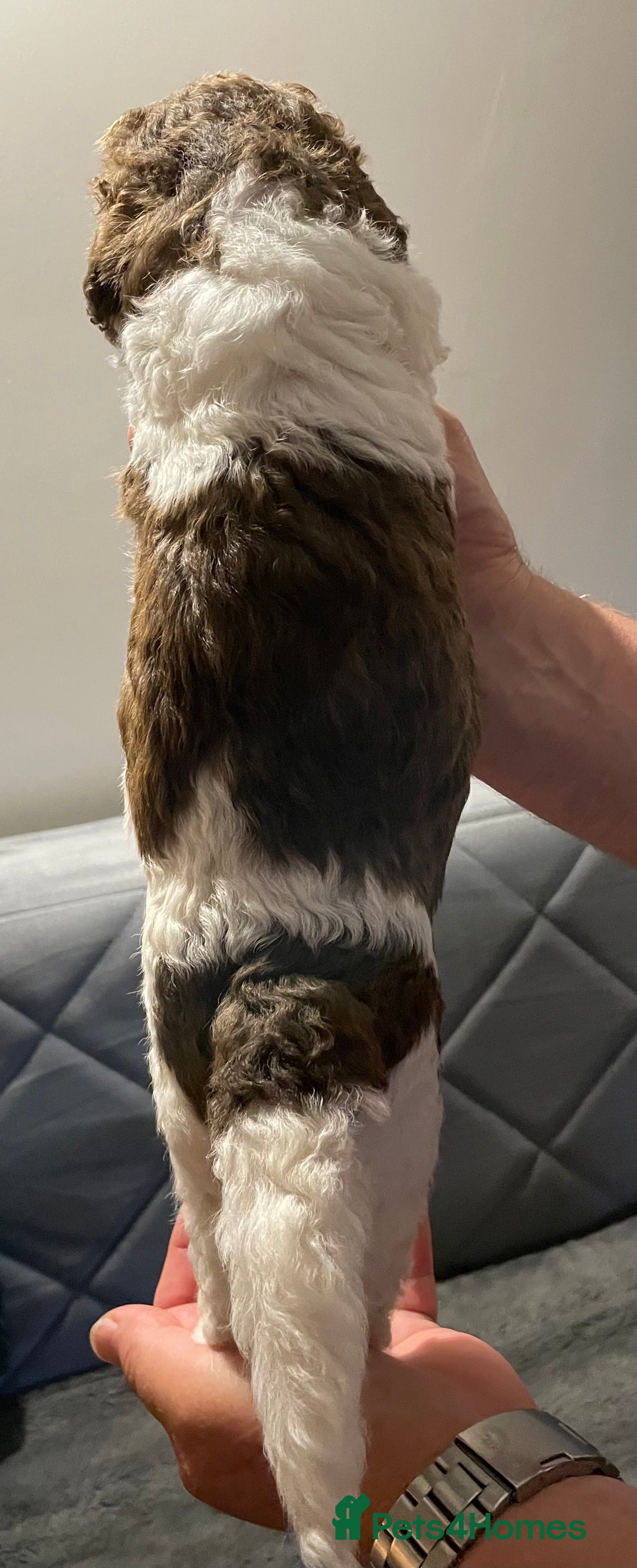 Saint Bernard dogs for sale: St Berdoodle (Saint Bernard standard Poodle) - Image 15