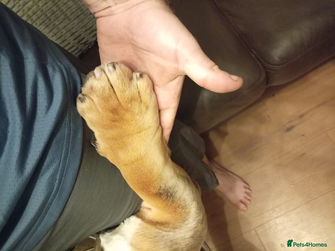 English Bulldog dogs for stud: English BullDog PaddytheBaddy for studd - Image 6