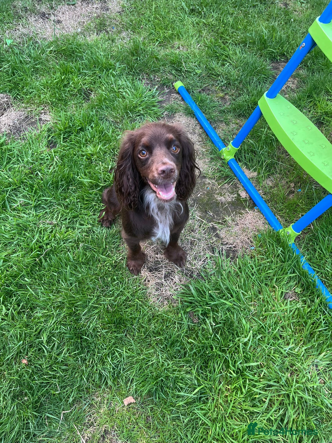 Cocker Spaniel dogs for sale: Working cocker spaniels  - Image 5