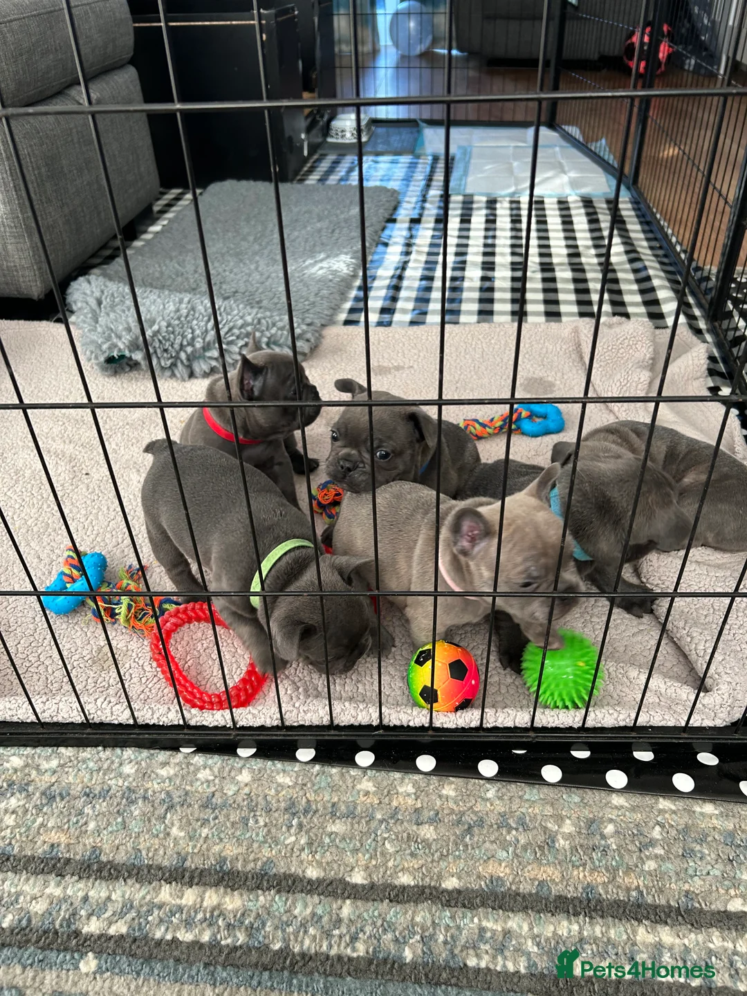 French Bulldog dogs for sale: Kc registered girl ready to go now - Advert 12