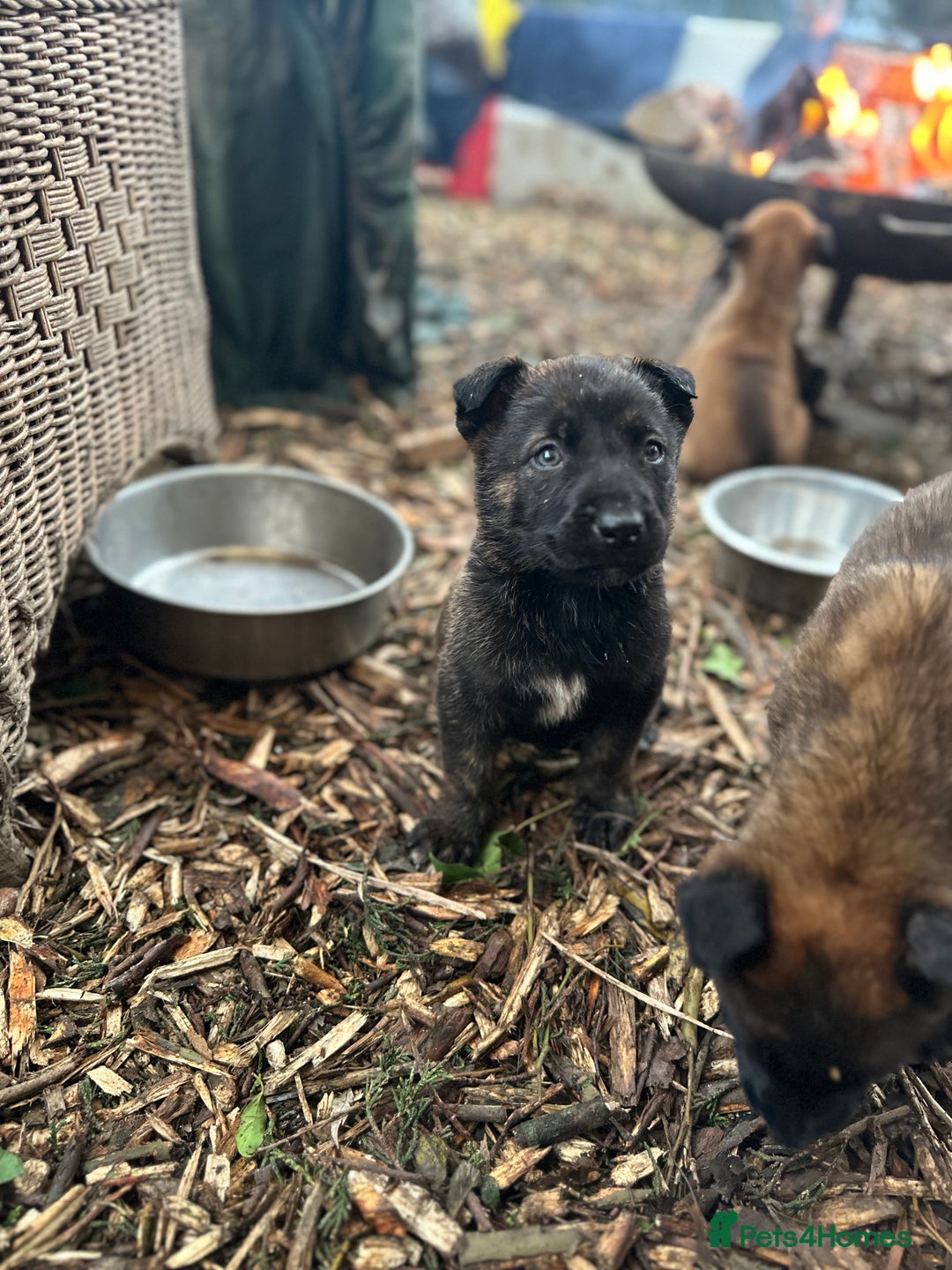 Mixed Breed dogs for sale: Dutch Herder Puppies  - Advert 18